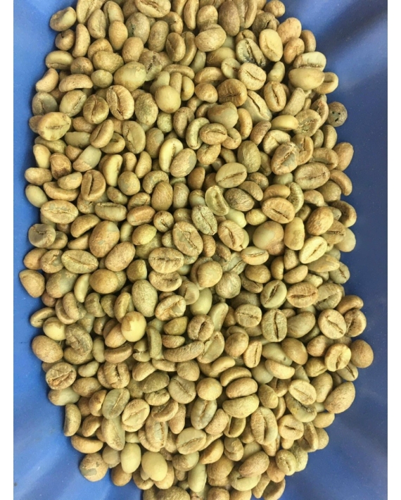 ROBUSTA HONEY  CHƯA RANG